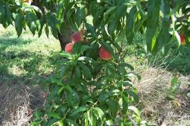 Image result for Prunus persica