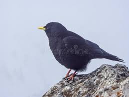 The dohle product programme covers applications ranging from machines for light, loose fabrics to hard, thick and stiff materials. Dohle Photos Free Royalty Free Stock Photos From Dreamstime