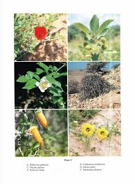 Image result for Lindackeria bukobensis