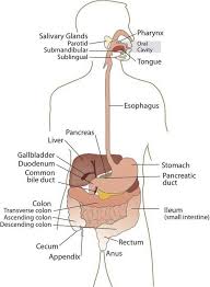 Find out about how it works and some related conditions. Picture Of Digestive System With Labels Koibana Info Digestive System Diagram Human Digestive System Digestive System