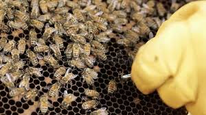 Parasitic mites are among the most serious enemies of honey bees with which beekeepers have to cope. Honey Bee Hive Pests And Diseases Stock Video Video Of Beekeeping Insect 62906769