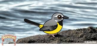France 24 15:58 1 hour ago. Birdorable Blog Page 6 Bird News New Species More