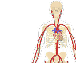 The deformity may manifest symptoms such as vertigo, syncope, dizziness, and blackouts. Major Systemic Arteries