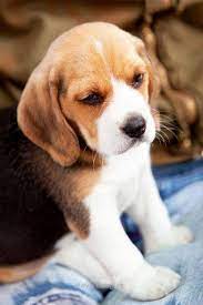 Some of our fun mugs could make an ideal gift so choose something special from a variety of styles. Beagle Wallpaper Hd For Android Apk Download