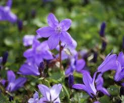 Use custom templates to tell the right story for your business. Klokje Campanula Portenschlagiana Resholt Variety Directplant