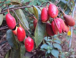 Image result for Connaraceae