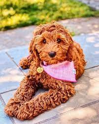 Maybe you would like to learn more about one of these? Gail S Doodles Bernedoodle Labradoodle And Goldendoodle Puppies