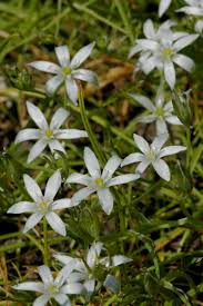 Image result for Ornithogalum flexuosum