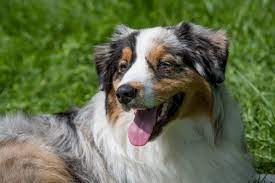 Common Australian Shepherd Health Problems Canna Pet