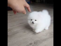 Edb emarketplace is sri lanka's ecommerce window to the world. White Pomeranian Puppy Ball Youtube