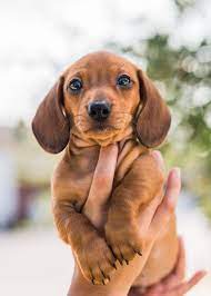 Bandit Akc Mini Dachshunds Dachshund Puppies For Sale Dachshund Puppies Mini Dachshund