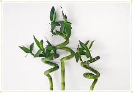 How to care for a bamboo plant in rocks. Lucky Bamboo Care Guide Growing Tips Facts Proflowers Blog