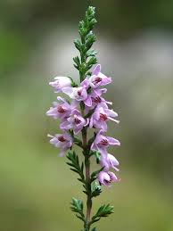 Image result for Calluna vulgaris