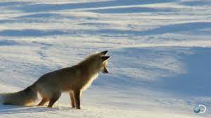 The Arctic Fox One Of The Most Graceful And Majestic Animals In The World Cute Animals Funny Animals Animals