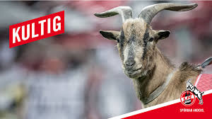 Fc köln‏подлинная учетная запись @fckoeln 3 мин.3 минуты назад. Die Schriften Der Bundesliga Vereine Die Schriften Aller 18 Clubs
