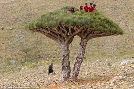 Yemen C Silvan Cortier Socotra Unique Trees Plants