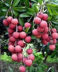 As you can tell i'm super excited. Lychee Biology And Biotechnology Springerlink