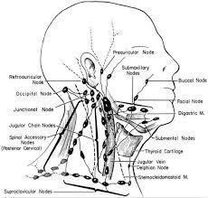 Swollen lymph nodes can also appear in the armpits, under the chin, and in the groin area. Pictures Of Anterior Cervical Lymph Nodes Lymph Nodes Lymph Massage Lymphatic Drainage Massage