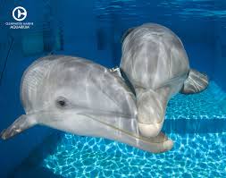 Pin By Clearwater Marine Aquarium On Dolphin Tale Dolphin Tale Clearwater Marine Aquarium Dolphins
