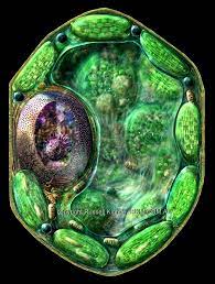 Chlorophyll, which gives plants their green color, enables them to use sunlight to convert water and carbon. Plant Cell Diagram By Russell Kightley Media