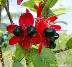 Image result for Ochna schweinfurthiana
