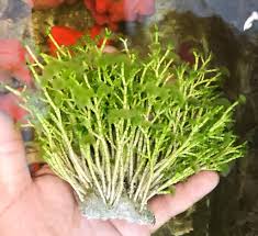 Image result for Macrotyloma tenuiflorum