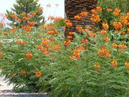 Red, orange and yellow lantana camara.jpg 3,264 × 2,448; Bush With Orange Red Yellow Flowers Around Arizonark 0961 Tjs Garden