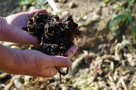 Buy weeds & pest control online at lazada.com.ph | check out brands like arneth, oem united states, sofitec & more with great deals and lowest prices. Nurturing Nature At Blue Sky Farms