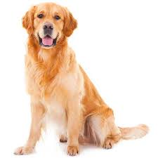 They can also suffer from various eye problems, especially corneal dystrophy and. Golden Retriever Amit Pet Shop In Nagpur India
