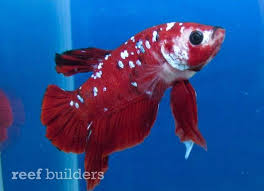 The marine betta, calloplesiops altevelis , also known as the comet, is a great choice for an experienced aquarist. Tag Betta Splendens Reef Builders The Reef And Saltwater Aquarium Blog