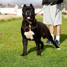 Maybe you would like to learn more about one of these? North American Mastiff Titus Kennels