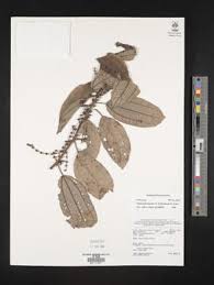 Image result for Scepocarpus hypselodendron