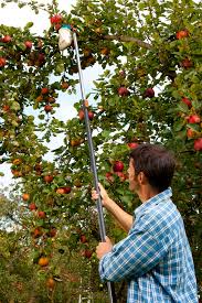 Übertragen auf fritzs äpfel scheiden. Obst Selber Ernten