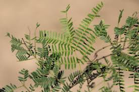 Image result for Newtonia hildebrandtii