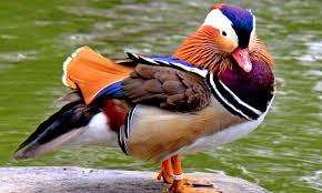 The mandarin duck also constitutes a species of perching duck. The Most Beautiful Duck In The World Mandarin Duck Sighted Again In Western Canada Lake