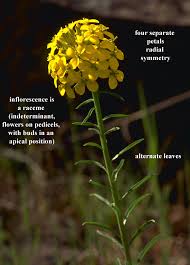 Image result for Brassicaceae