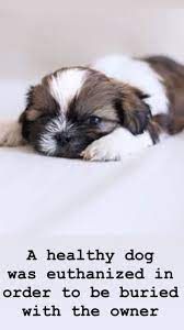 pin on animals