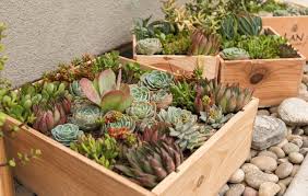 You have to see this photo gallery of succulent garden ideas that includes cactus gardens, miniature succulent gardens, outdoor designs, cacti terrariums and more. Gorgeous Designs And Ideas For Your Very Own Succulent Garden