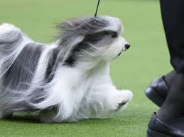 At ny puppy club focus on the relationship between the services our customers rely on and the bond between owner and pet. Westminster Dog Show 2020 Guide With Photos Of Cute Dogs