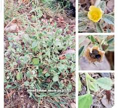 Image result for Sida ovata