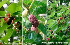 Tirek claims that he answered all of cozy glow's questions about draining magic because he was bored. Mulberries Growing Agroforestry Permaculture