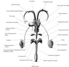 Anatomy Physiology And Behavior Sciencedirect