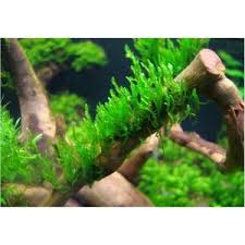 akvaryum bitkileri moss dala sarili java moss fiyati