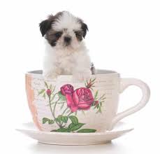 Review how much shih tzu puppies for sale sell for below. Imperial Shih Tzu Size Cost Temperament Breeders And More