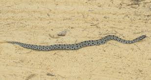 Maybe you would like to learn more about one of these? Newborn Baby Pygmy Rattlesnake Florida Newborn Baby