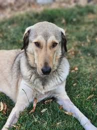 El Paso military contractor rescues overseas dogs