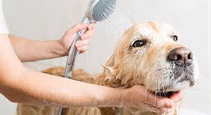 Nutritional hair loss in dogs. 4 Brilliant Tips To Keep Your Dog S Coat Shiny And Healthy My Dog S Name