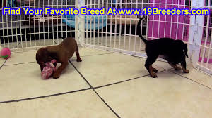 Dogs for sale near springfield, illinois dogs near springfield, il. Dachshunds For Sale Springfield Mo 07 2021