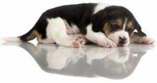 Many miniature beagles can be obtained for free by adopting them from people who no longer want or can afford to keep their dog. Price Of A Beagle How Much A Beagle Puppy Costs