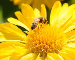 Flower colors that particularly attract bees are blue, purple, violet, white, and yellow. Attracting Bees And Butterflies